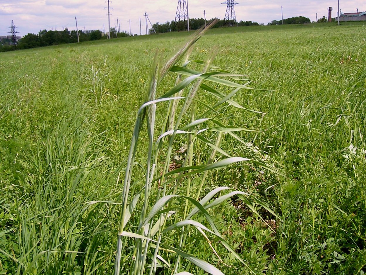 Мокрица сорняк огородный