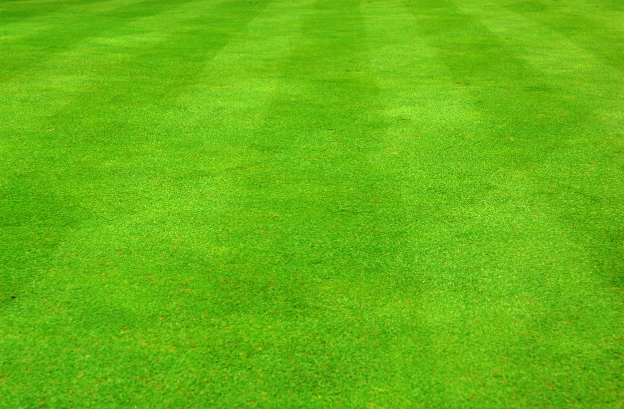 Клевер желтый ползучий