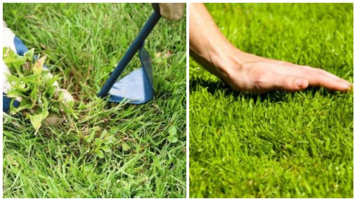 Сорняк Клевер на газоне