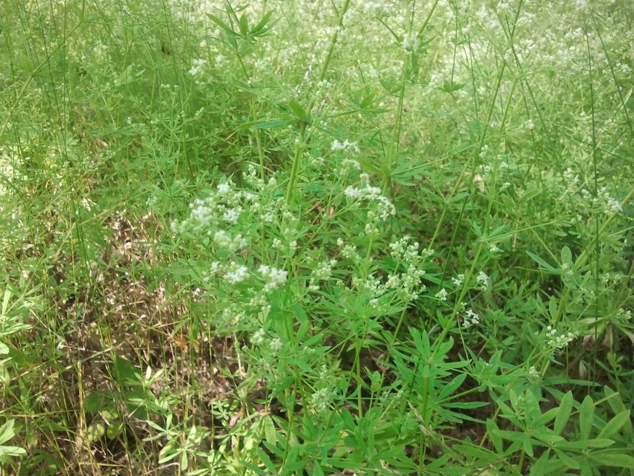 Липучка Бурачниковые