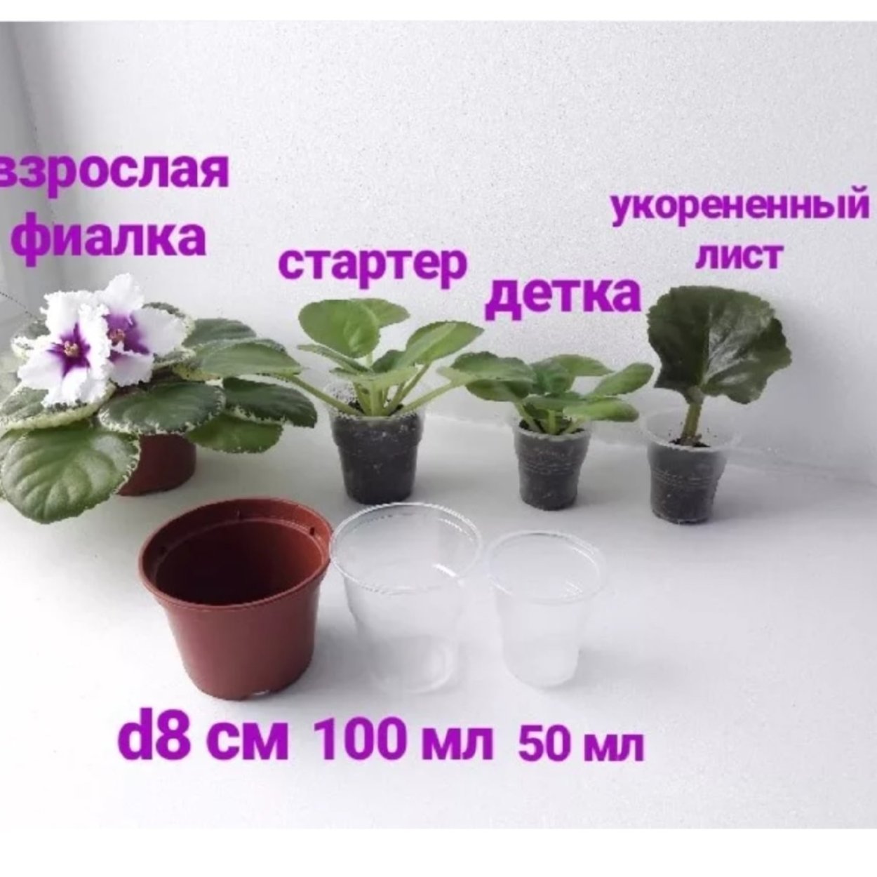 Анемоны фиолетовые букет