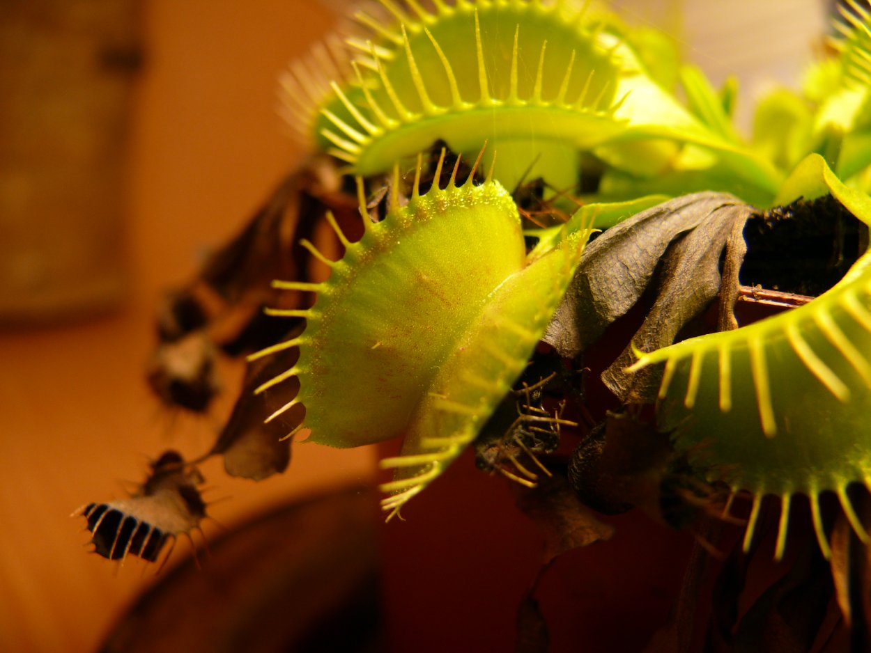 Паразитические цветковые растения