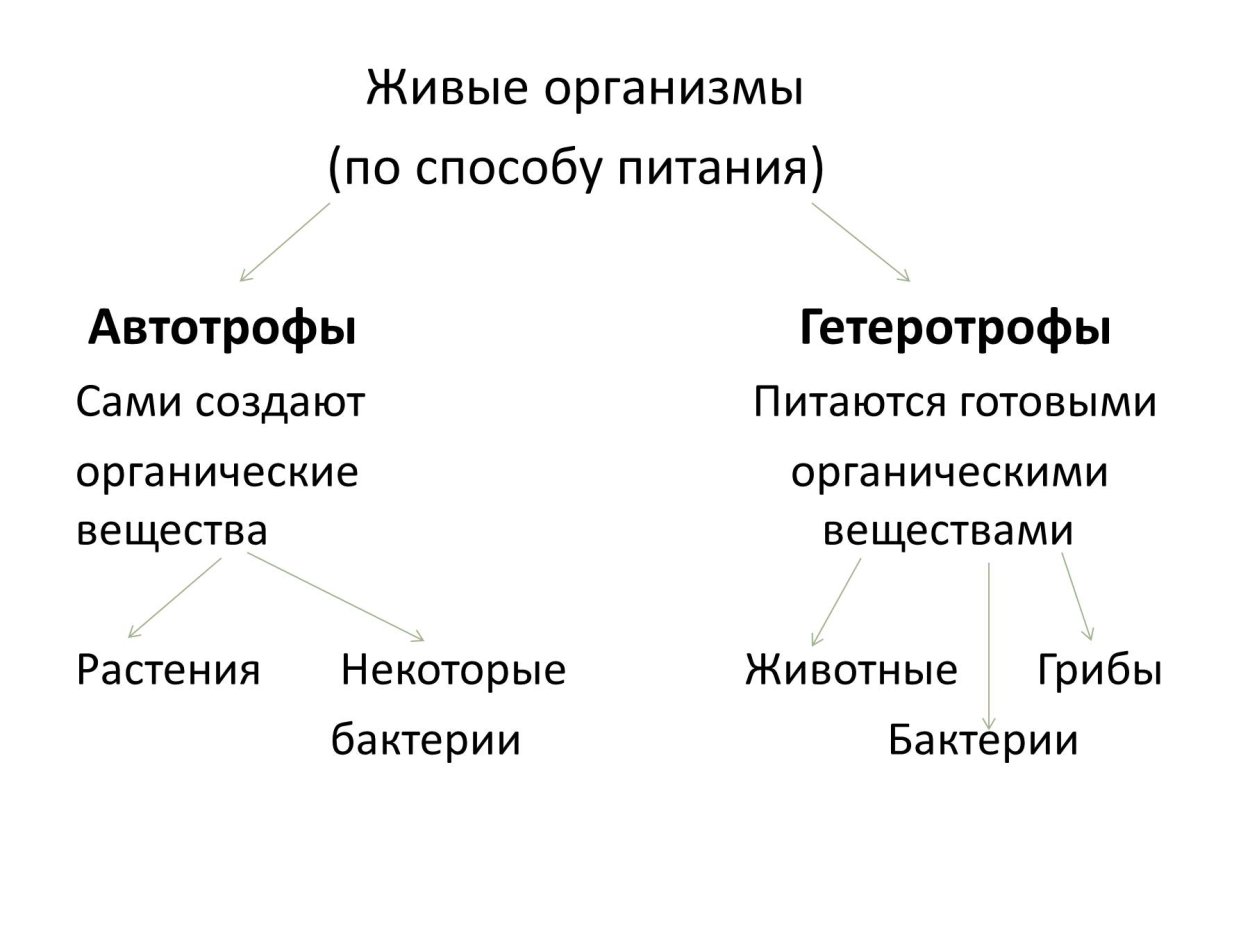 Организмы по типу питания. Автотрофный и гетеротрофный Тип питания. Автотрофный и гетеротрофный способ питания. Автотрофный Тип питания. Схема типы питания автотрофы гетеротрофы.