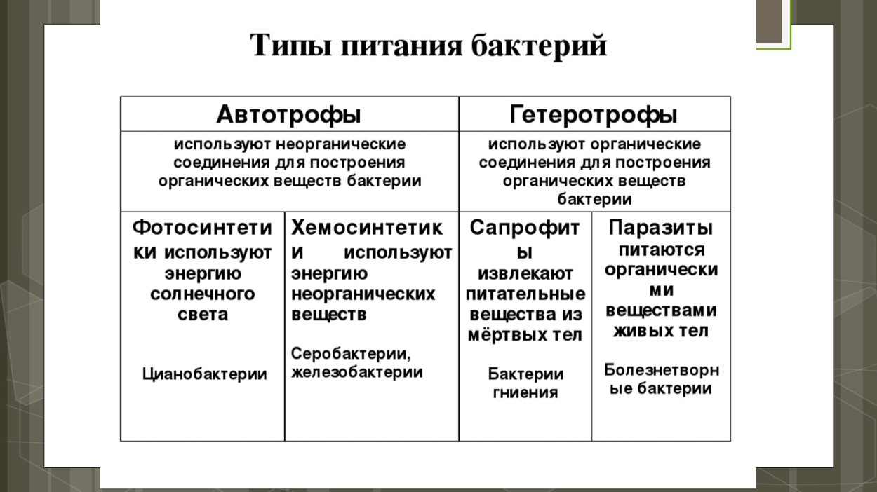 Типы питания бактерий схема