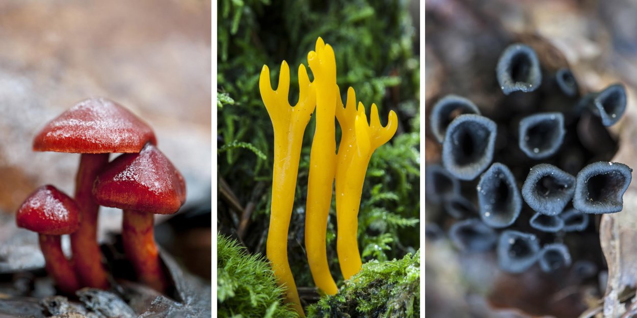 Грибы гетеротрофы