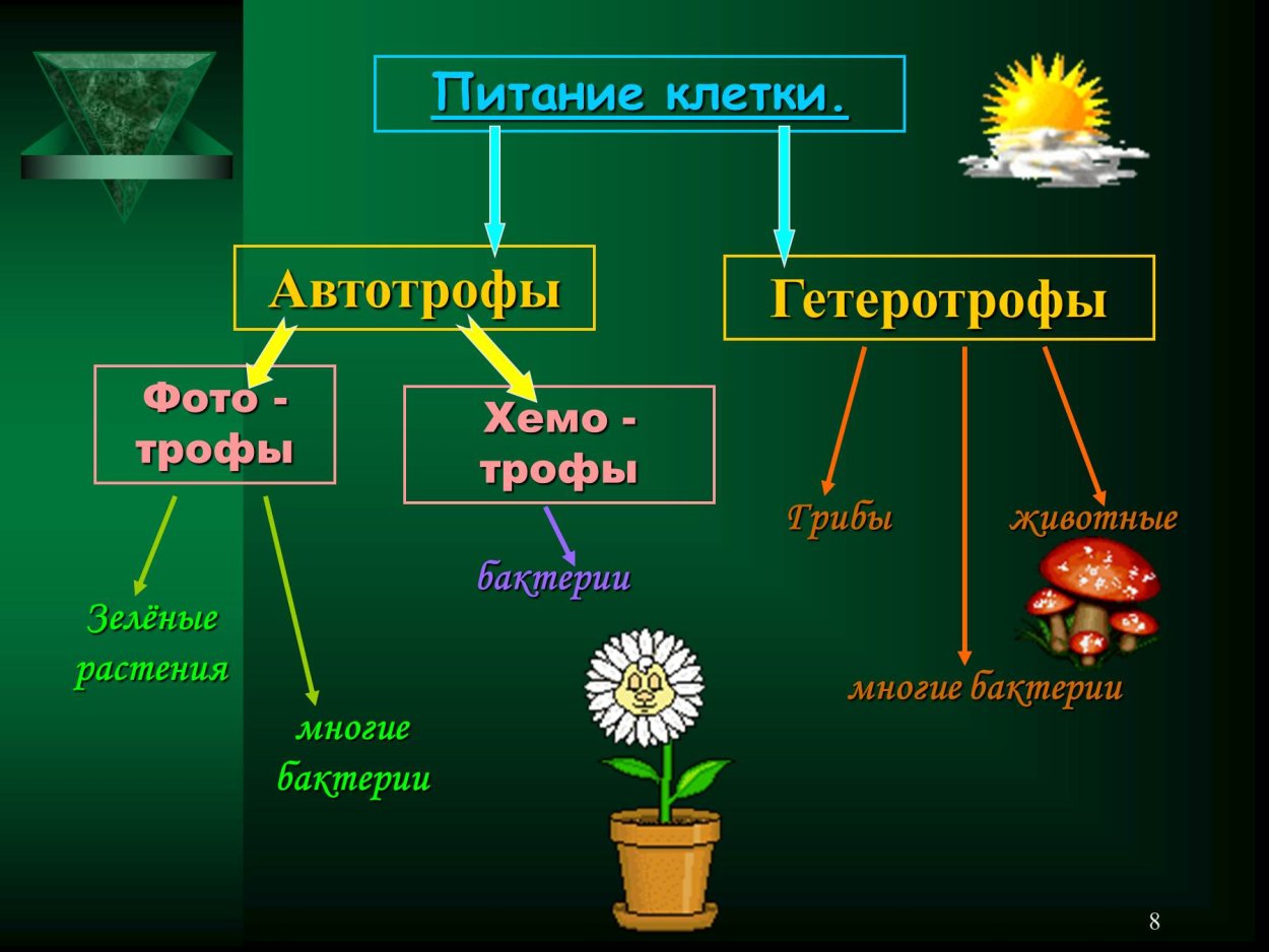 Автотрофный Тип питания растений