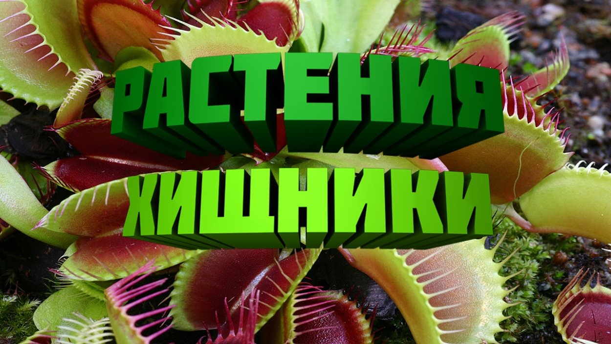 Бактерии паразиты и сапрофиты