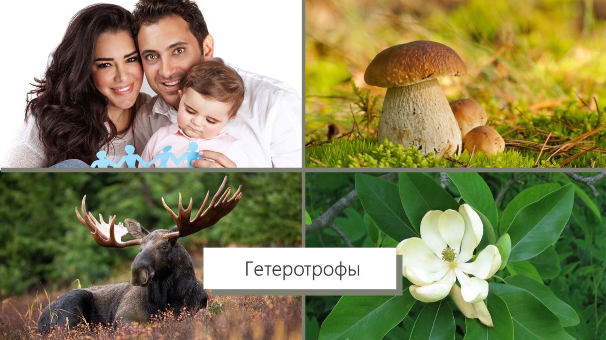 Человек гетеротроф