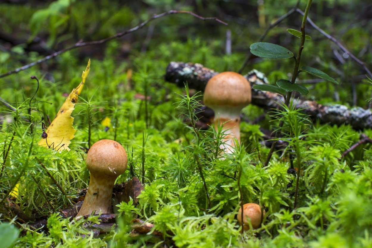 Масленок паутинник