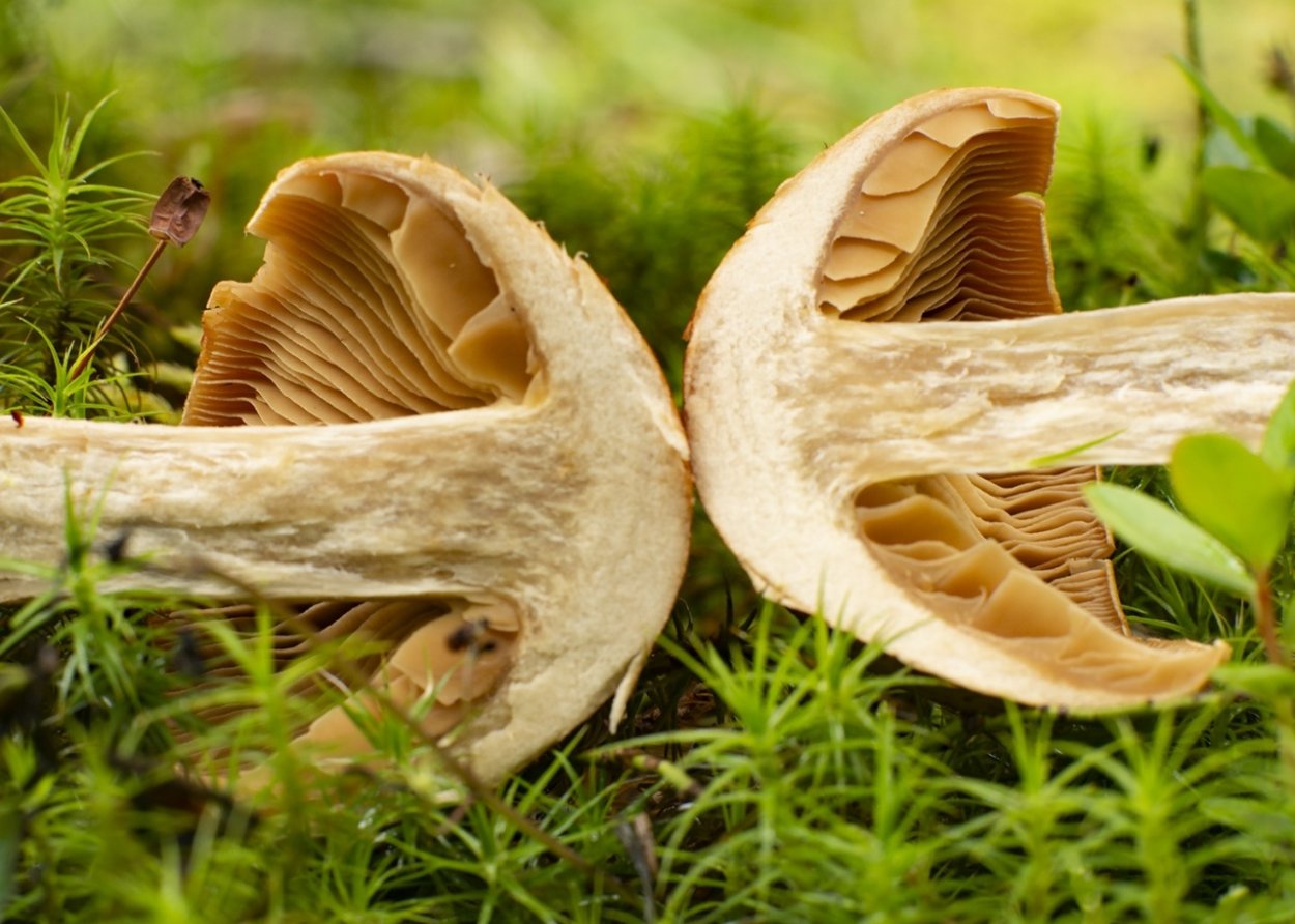 Паутинник благородный