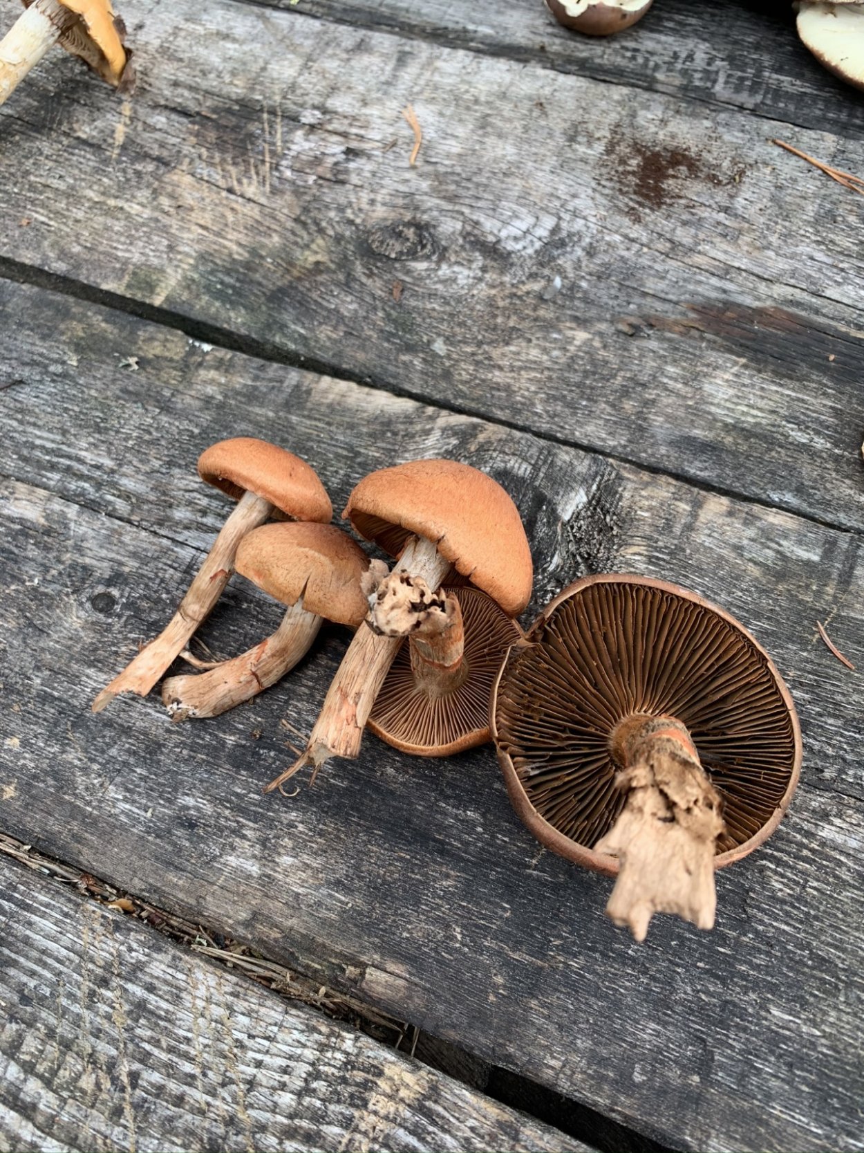 Паутинник кольчатый