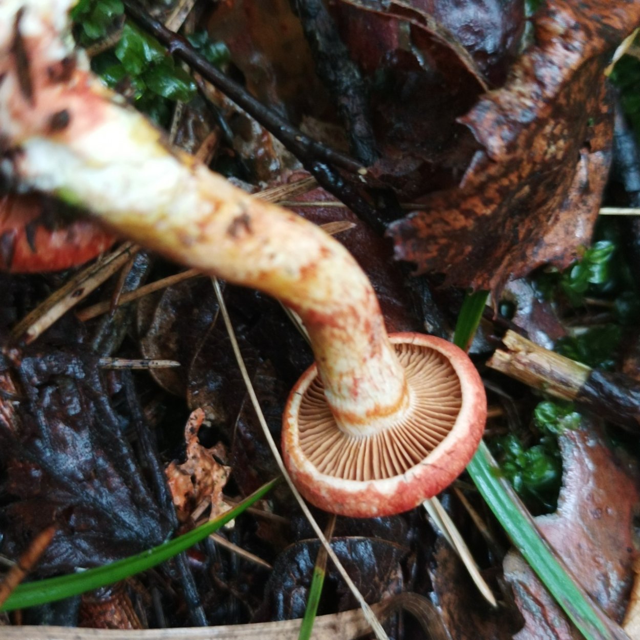 Масленок паутинник