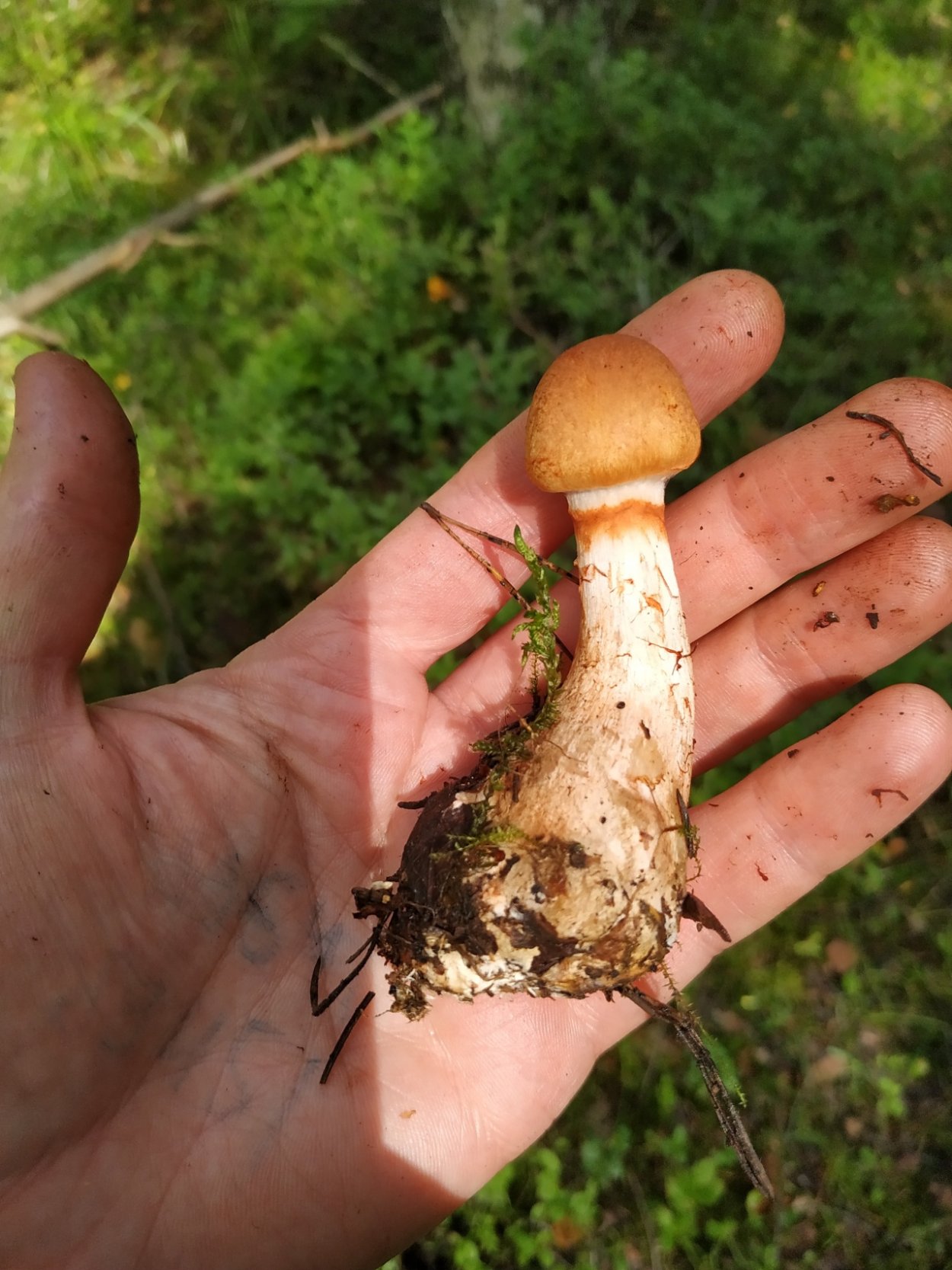 Паутинник красный браслетчатый