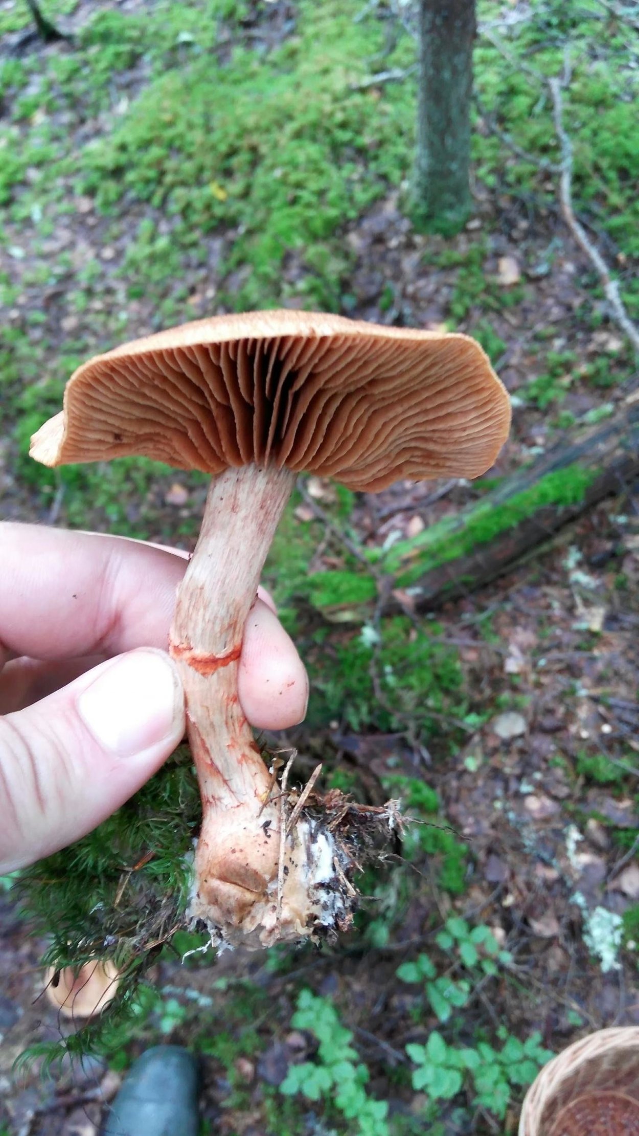 Паутинник красный браслетчатый