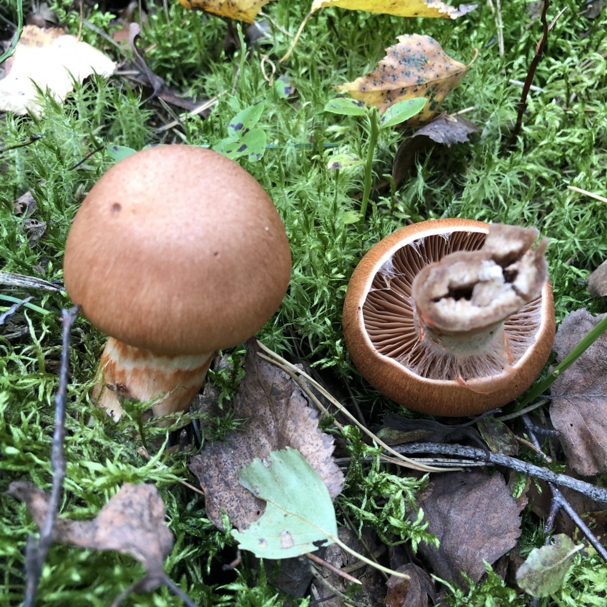 Гриб паутинник обыкновенный