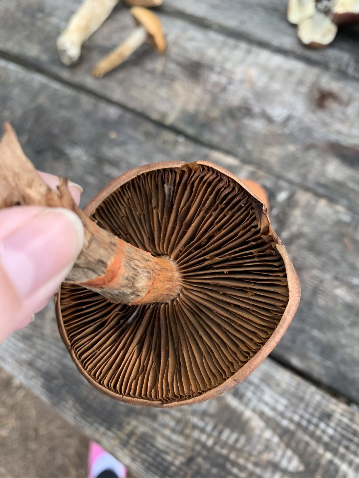 Гриб паутинник браслетчатый