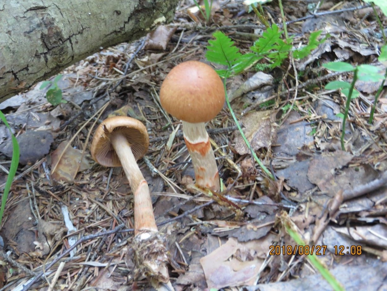 Паутинник склизкий гриб