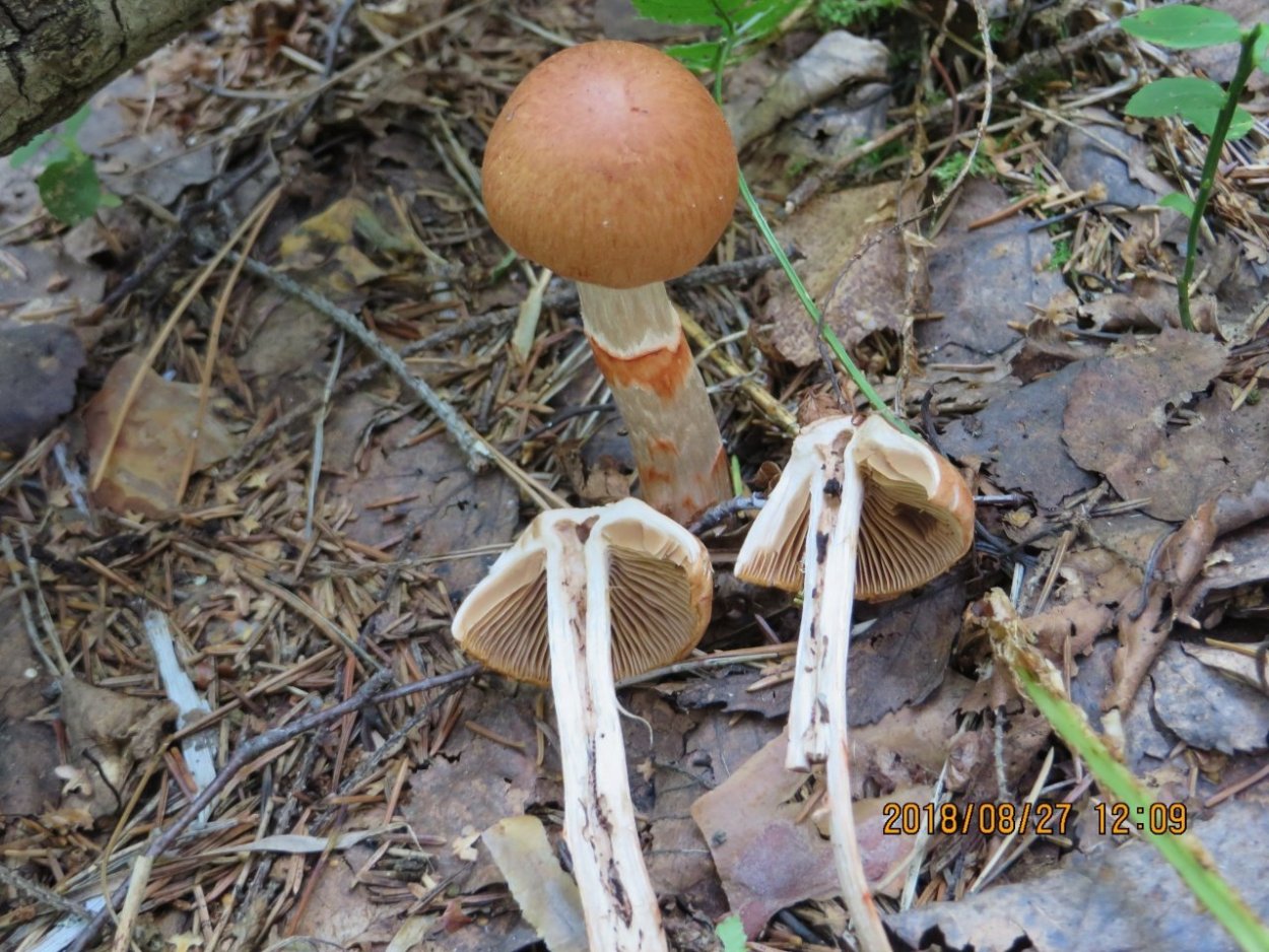 Паутинник Триумфальный двойники