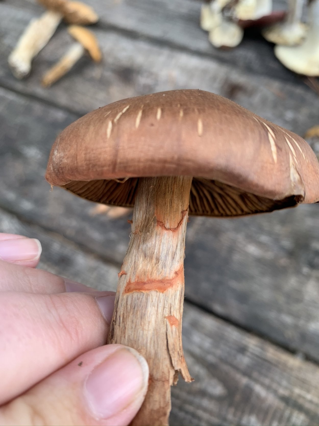 Паутинник браслетчатый Cortinarius armillatus