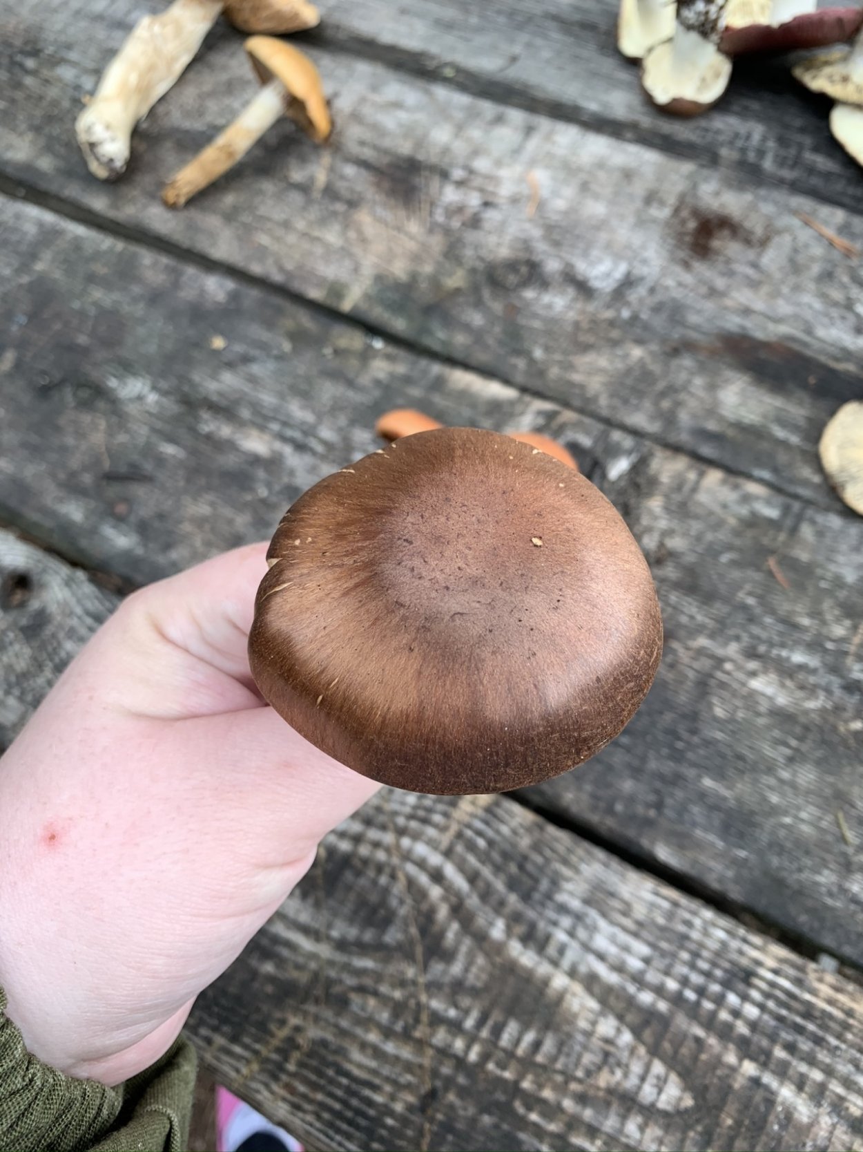 Паутинник красный браслетчатый