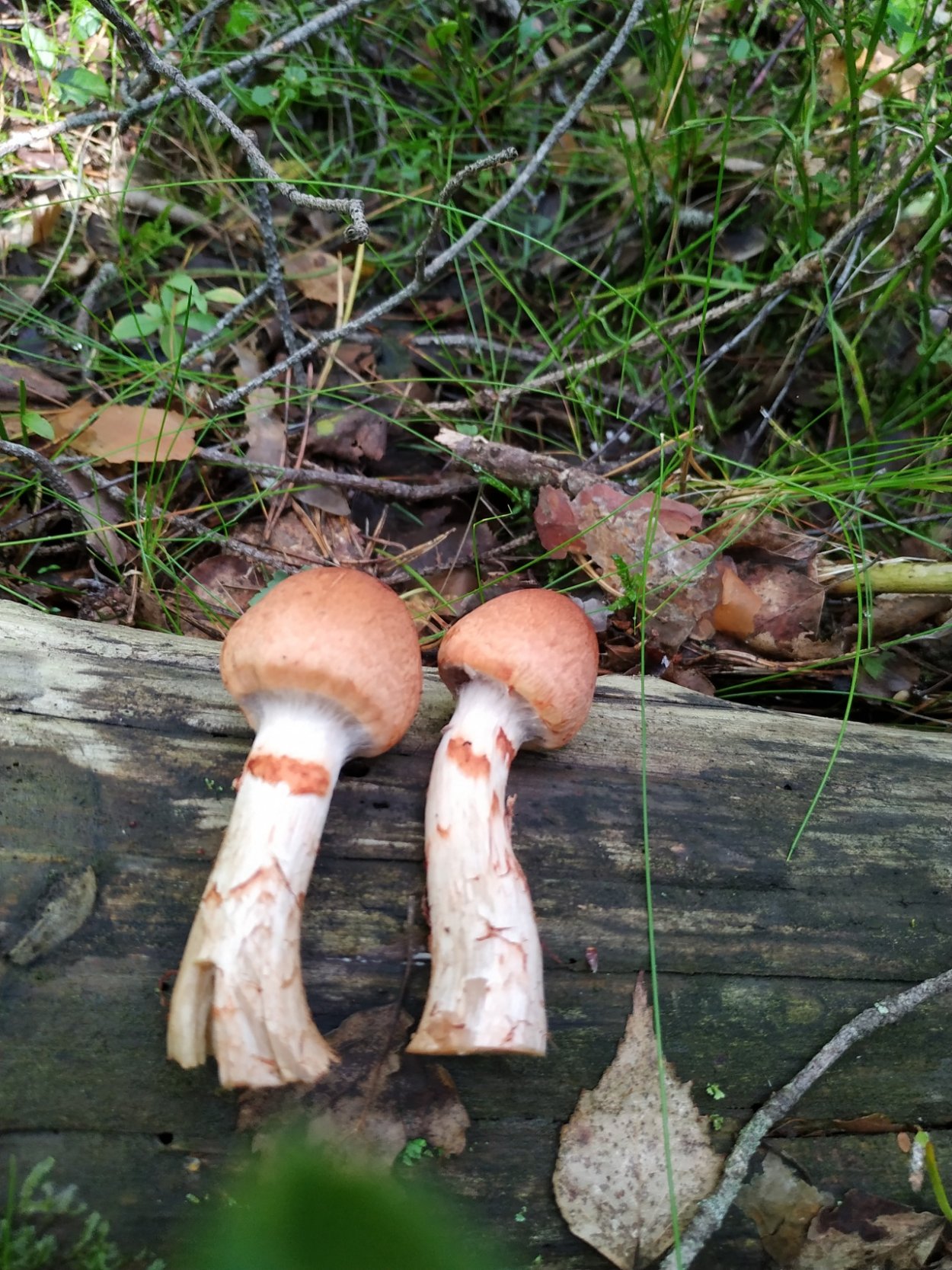 Гриб паутинник браслетчатый