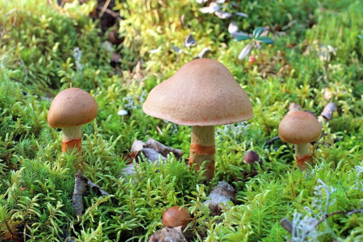 Базидиальные грибы