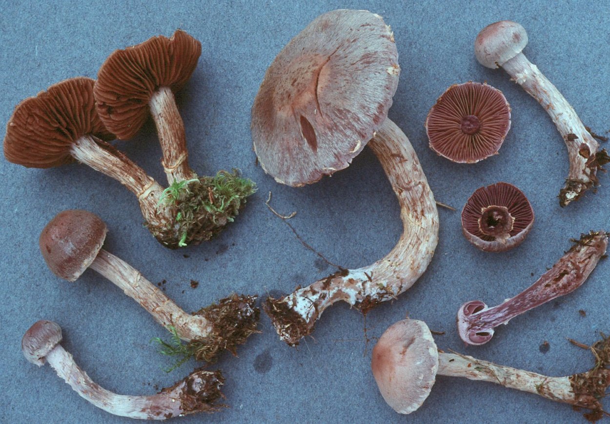 Паутинник слизистый Cortinarius mucosus