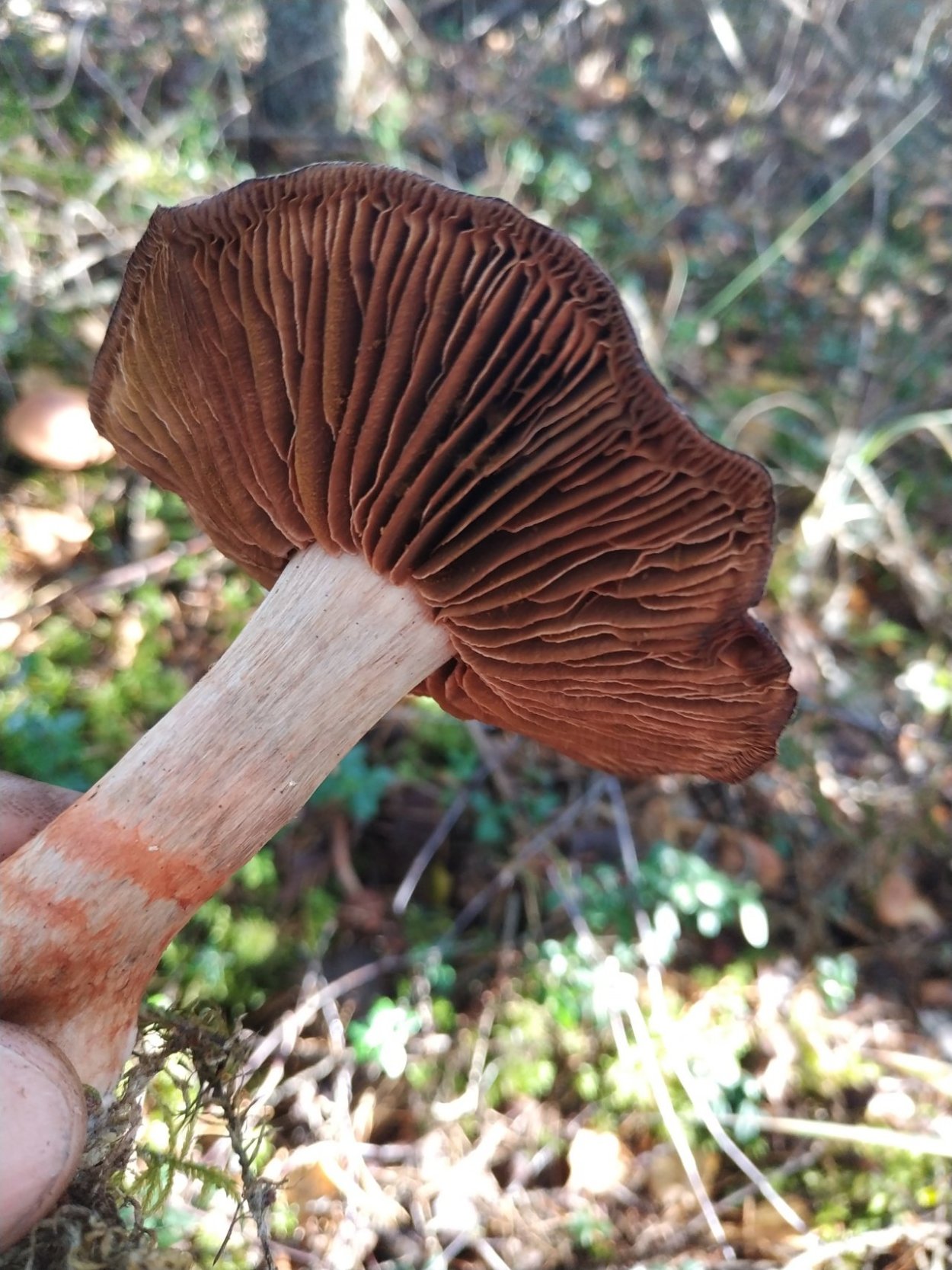 Паутинник Триумфальный съедобный