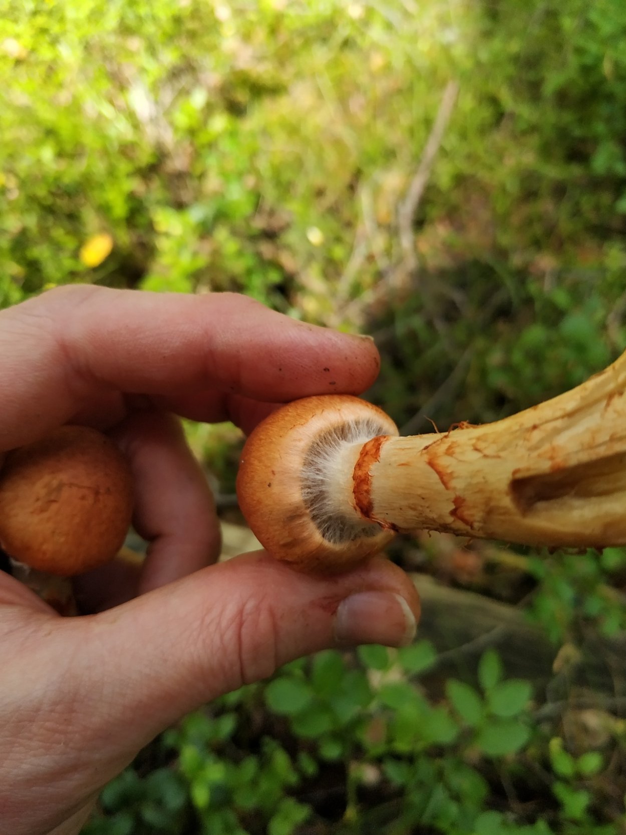 Паутинник ленивый