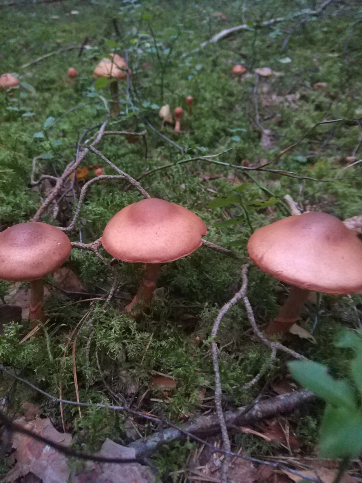 Паутинник опенковидный