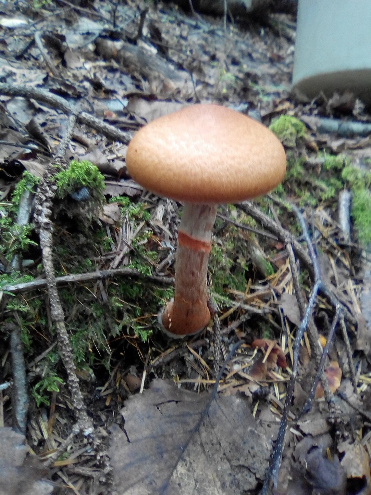 Паутинник обыкновенный Cortinarius trivialis