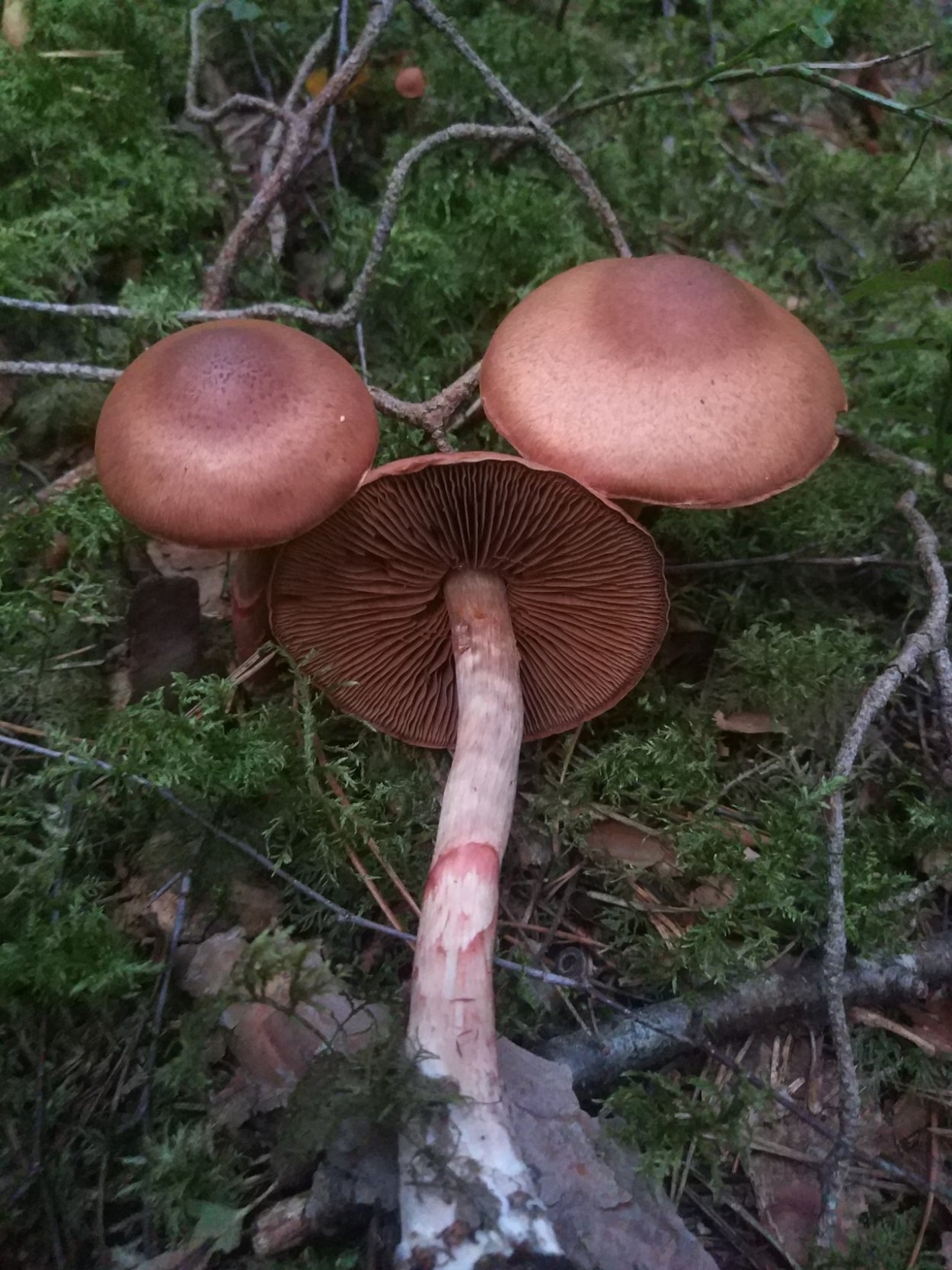 Гриб паутинник браслетчатый