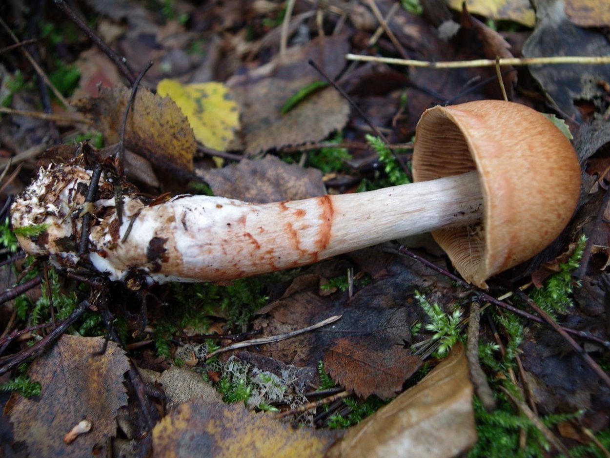 Паутинник Триумфальный гриб