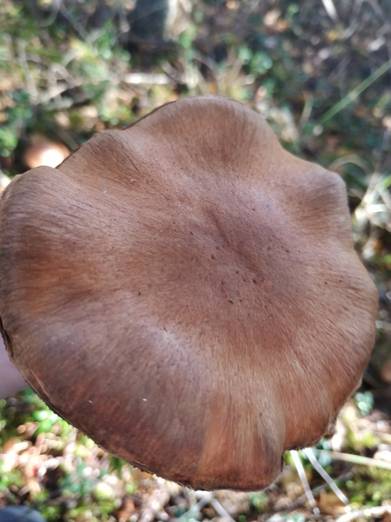 Паутинник кроваво-красный