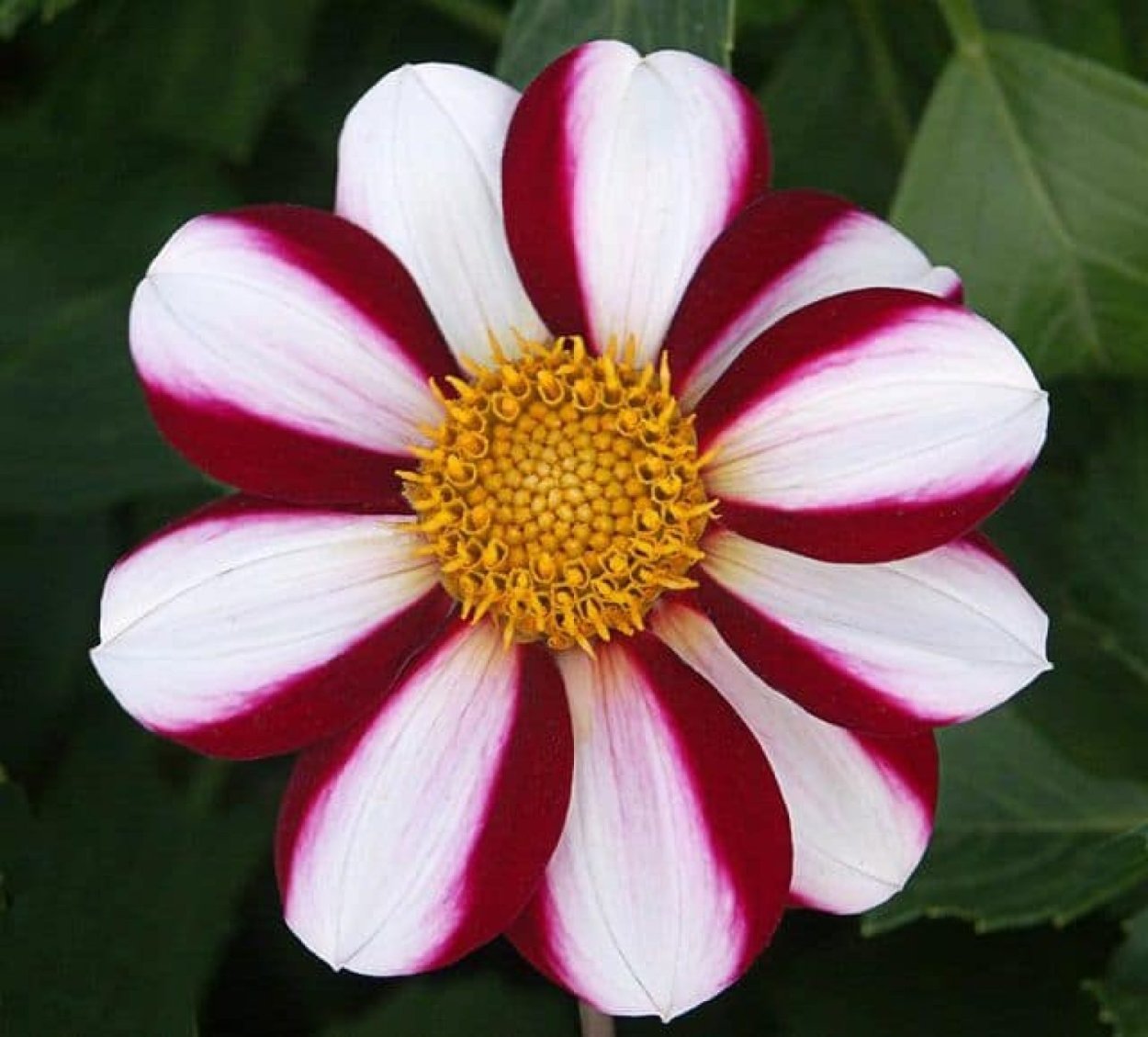 Мутации цветов