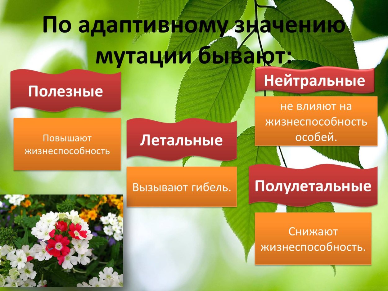 Мутационная изменчивость летальные полулетальные