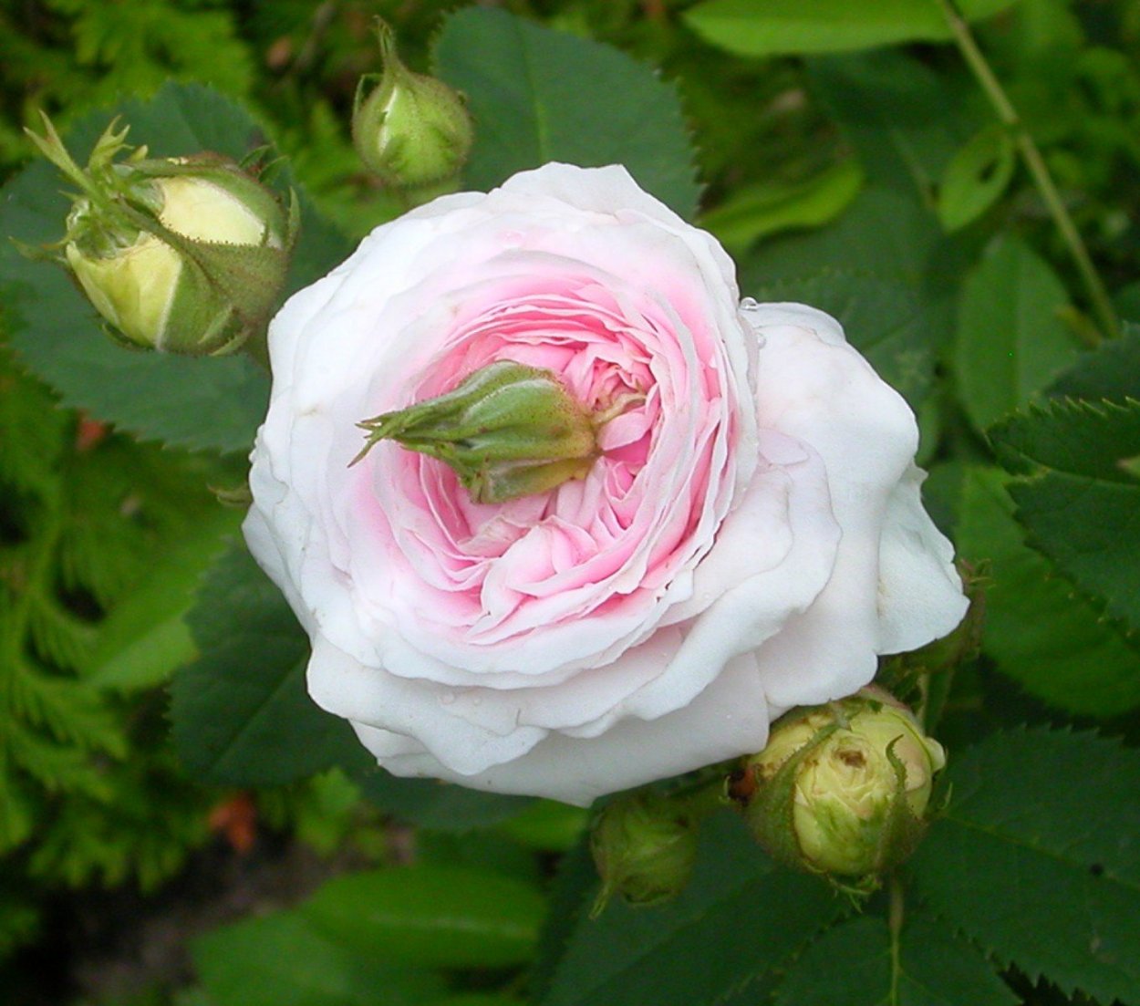 Пролиферация у роз