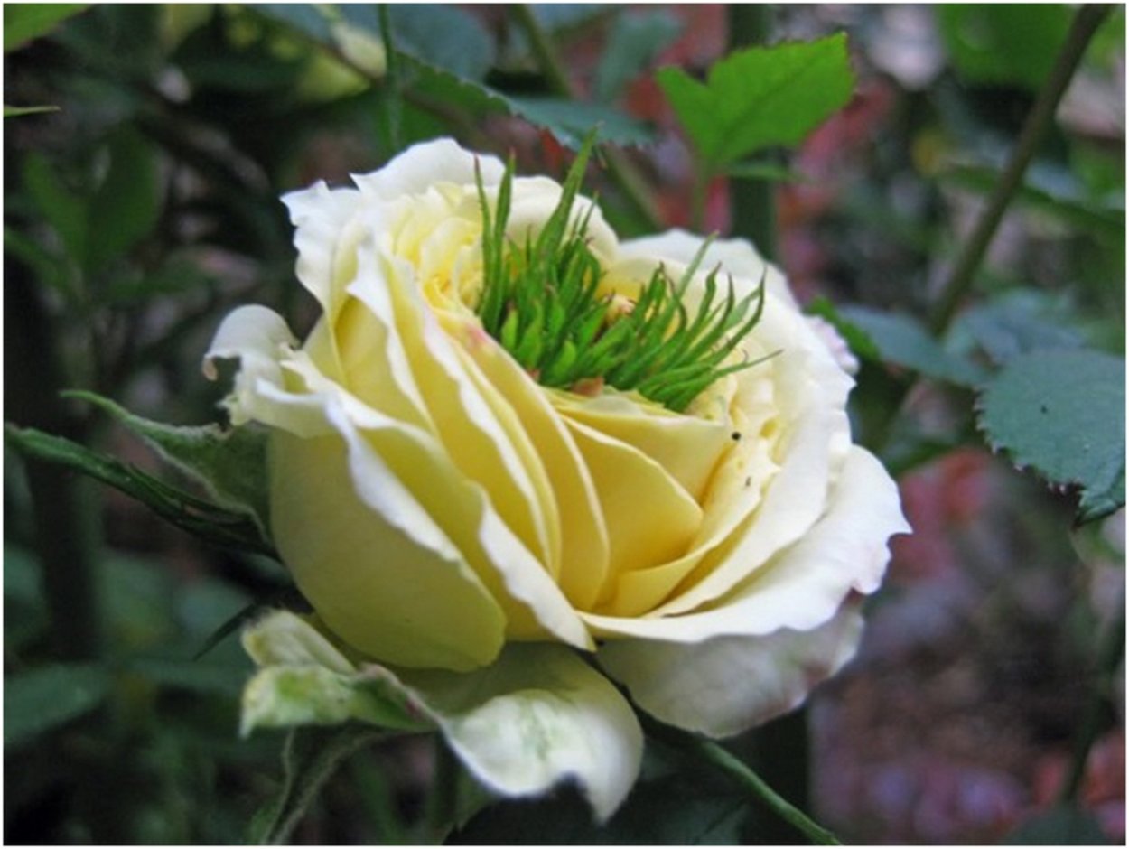 Фукусима растения мутанты