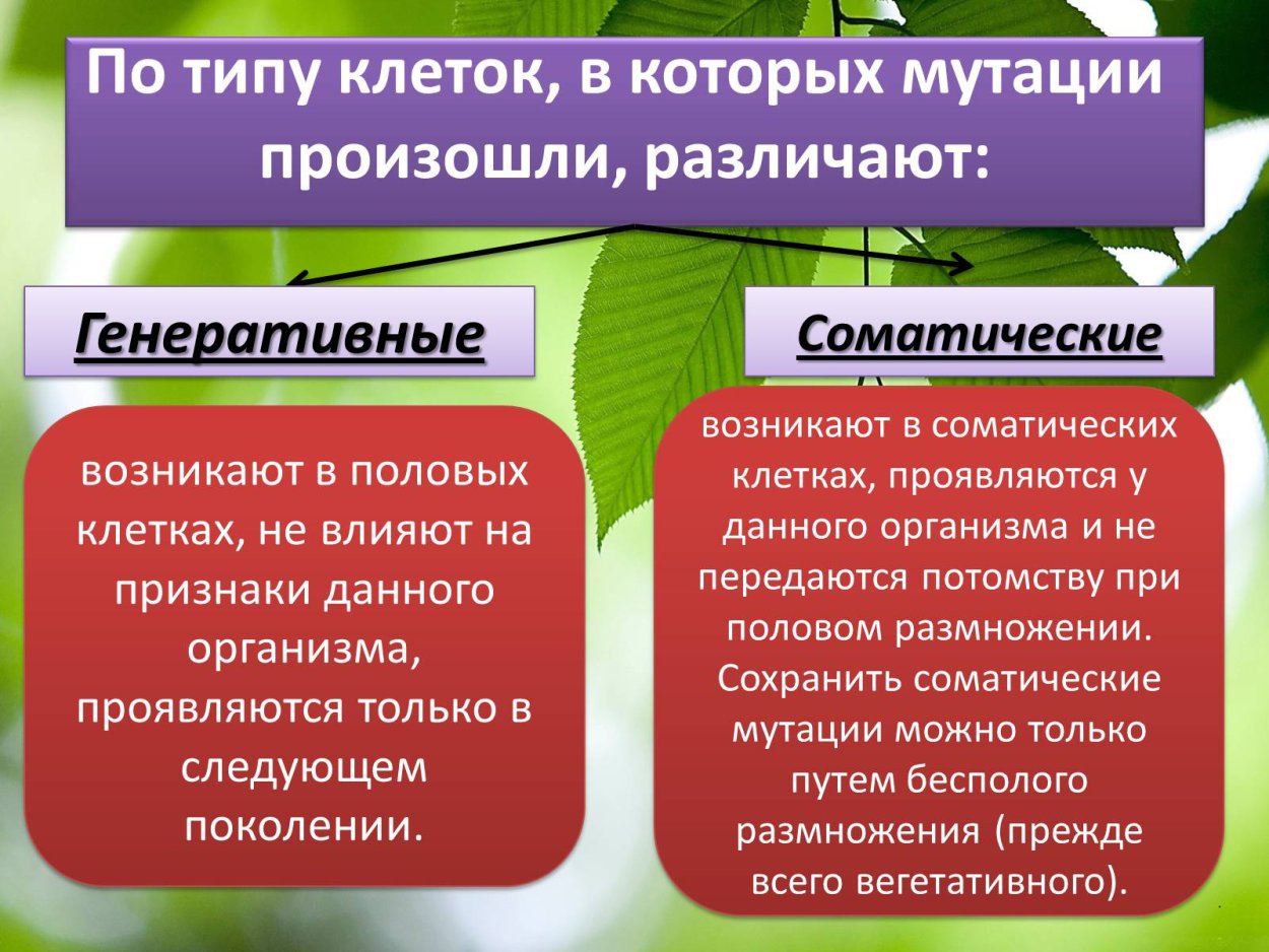 Соматические и генеративные мутации таблица