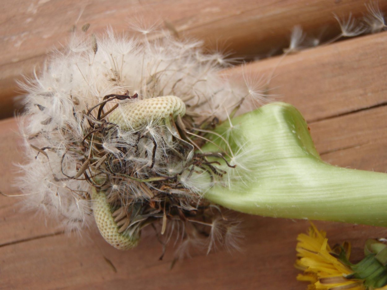 Мутировавшие растения Чернобыля