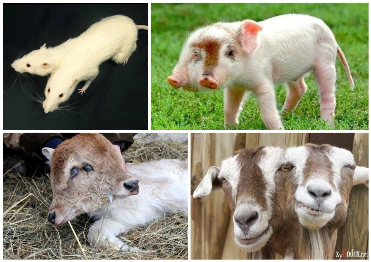 Презентация на тему мутации