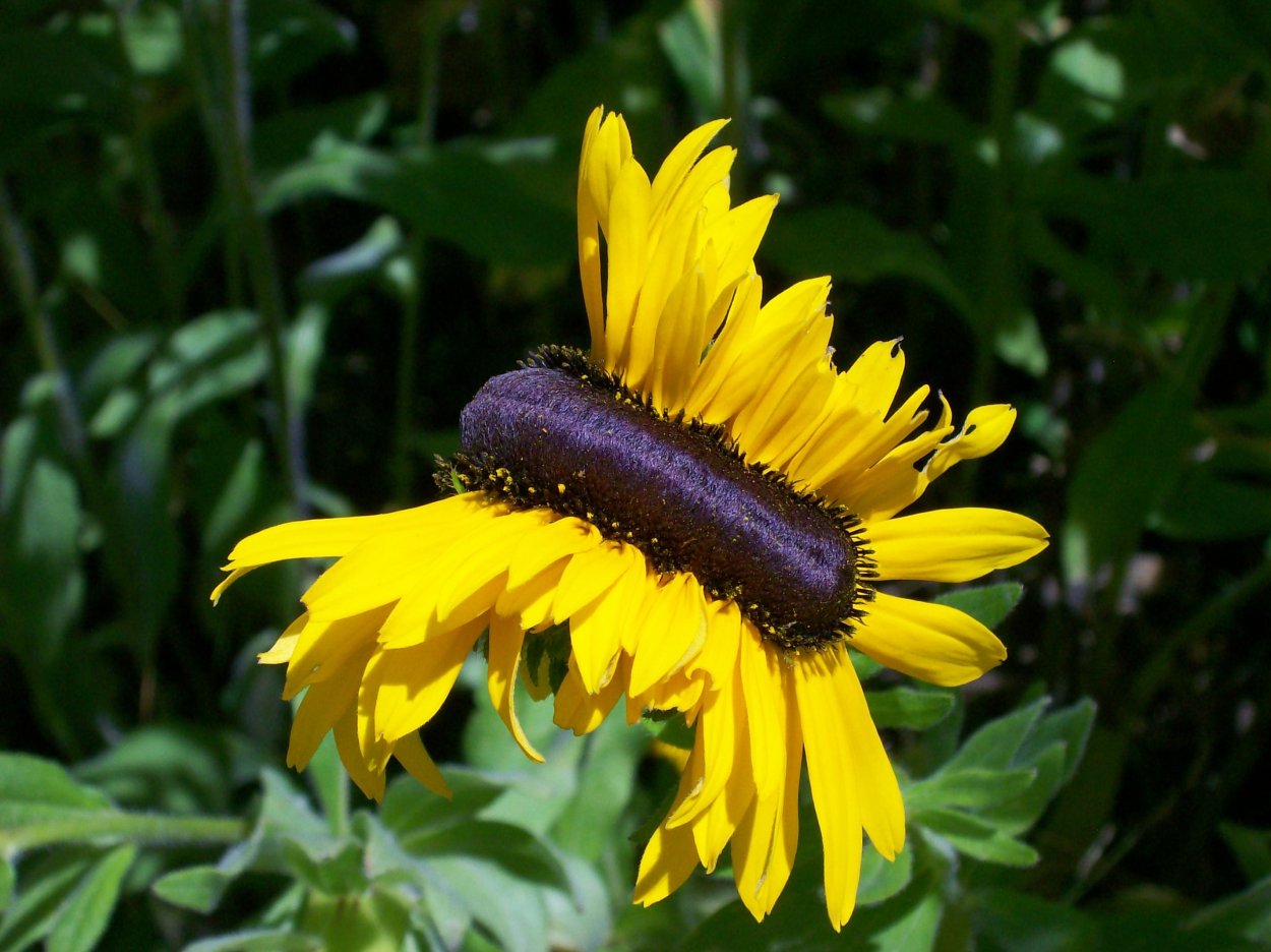 Проросшая клубника