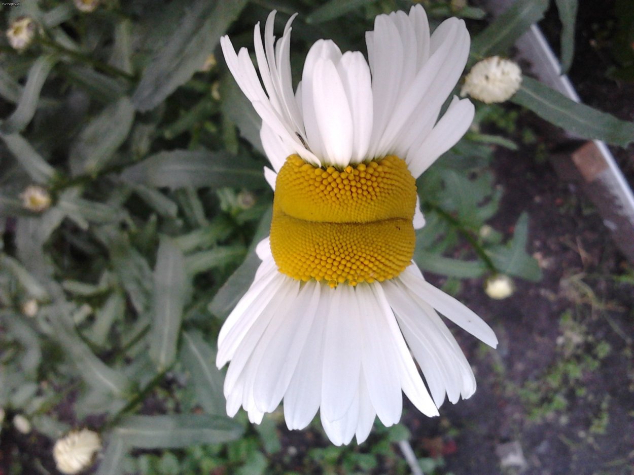 Чернобыль мутации растений