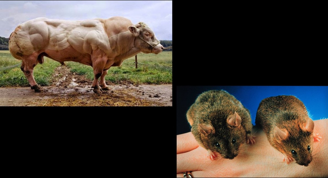 Кувшинка желтая