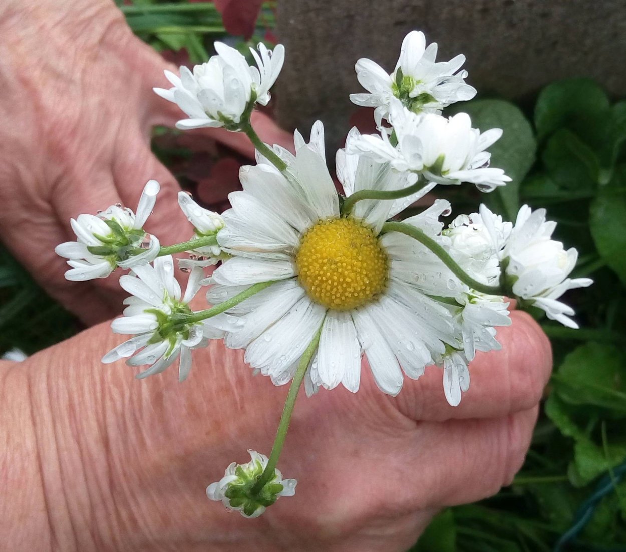 Чернобыль мутированные растения