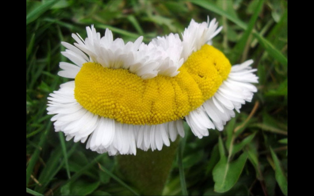 Чернобыльская Ромашка