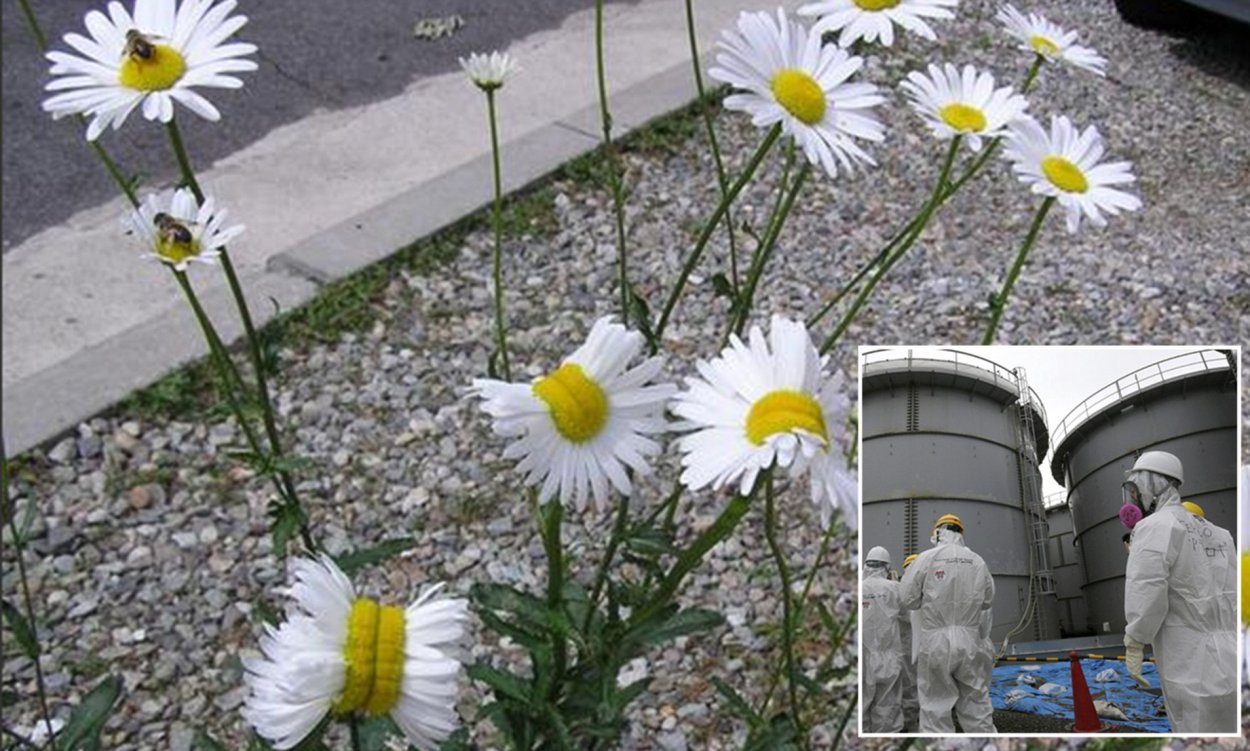 Чернобыльская Ромашка