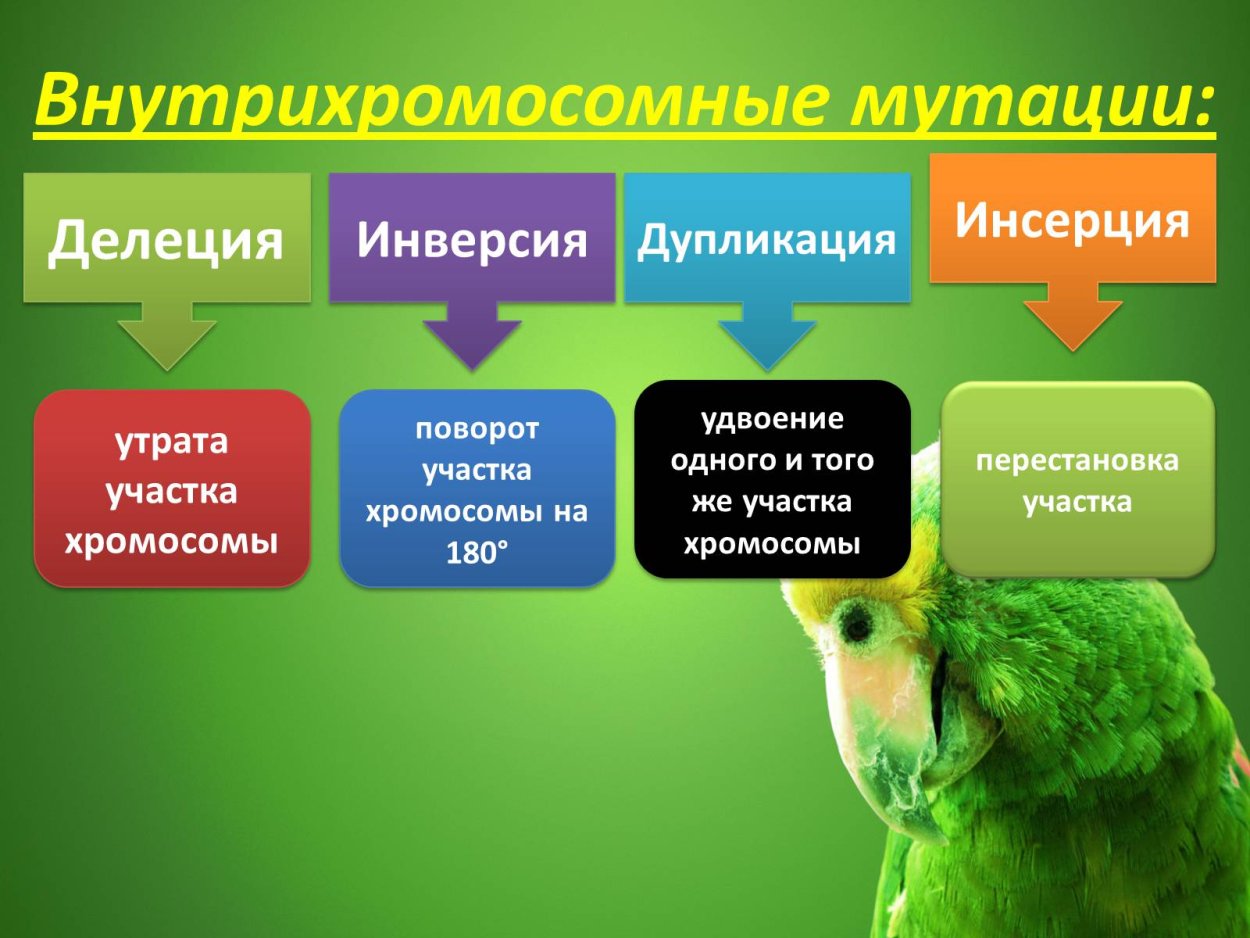 Растения Чернобыля