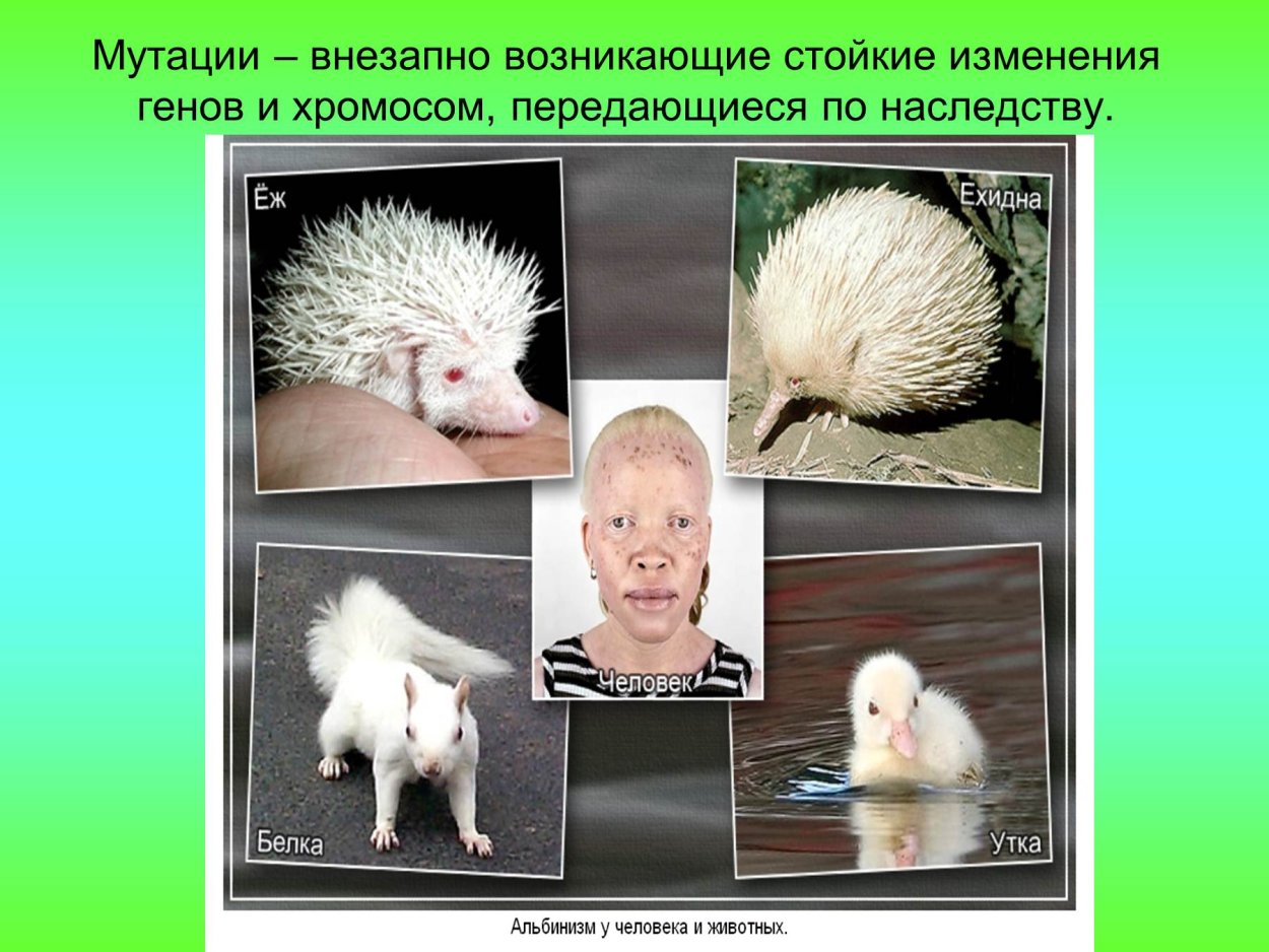 Мутационная изменчивость человека