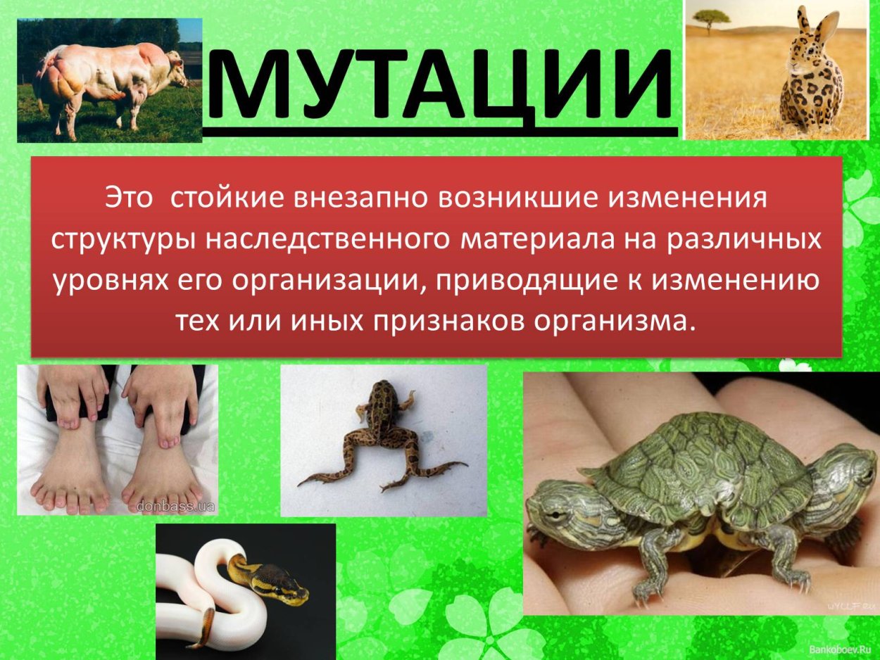 Мутационная изменчивость примеры